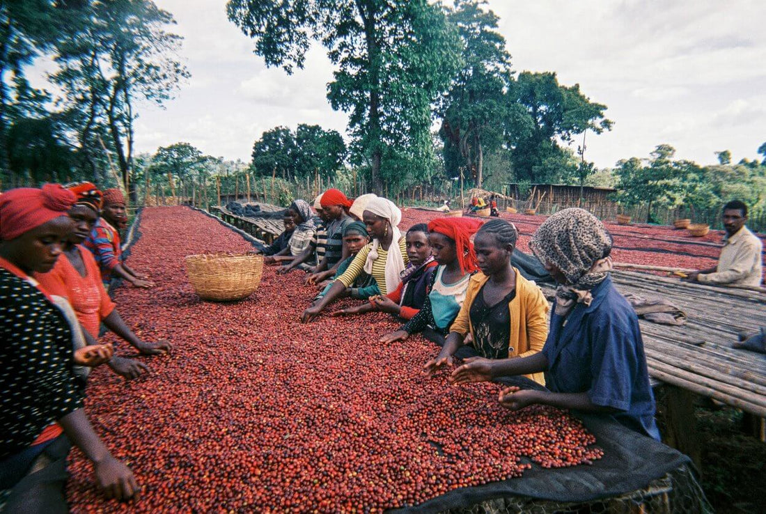 SINGLE ORIGIN ETHIOPIA WONBERTA WASHED